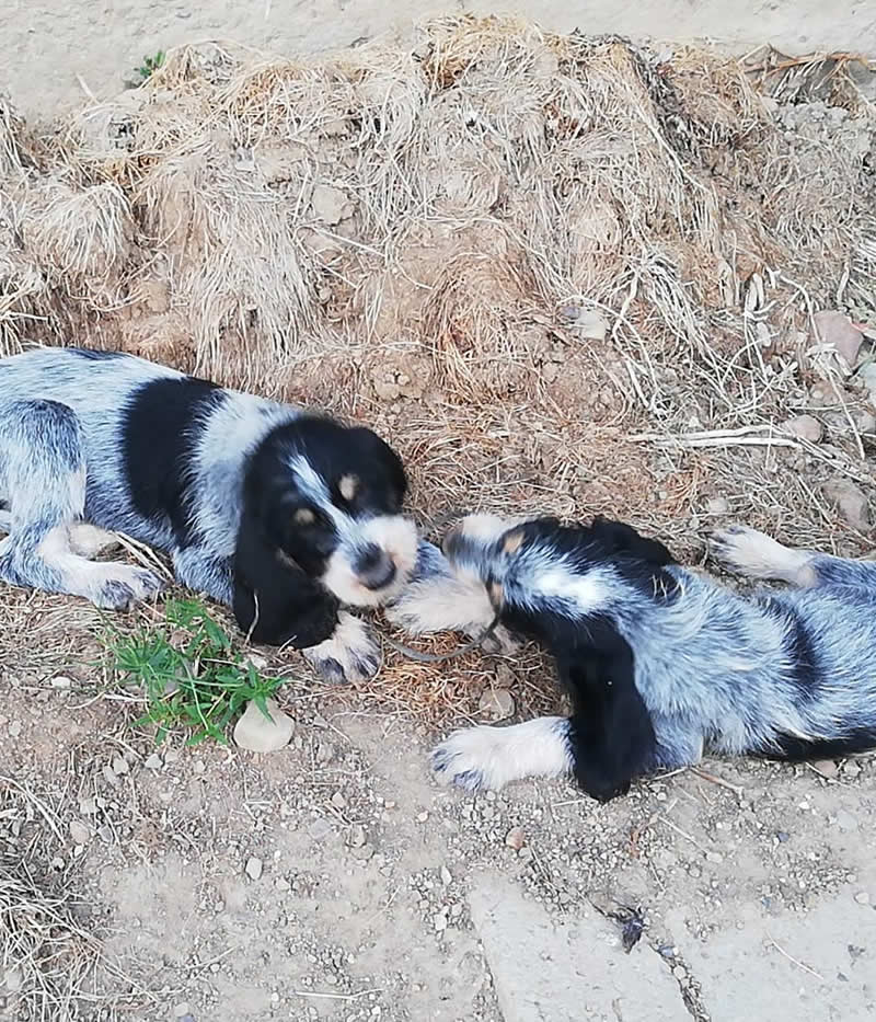 cachorros grifón azul de Gascuña