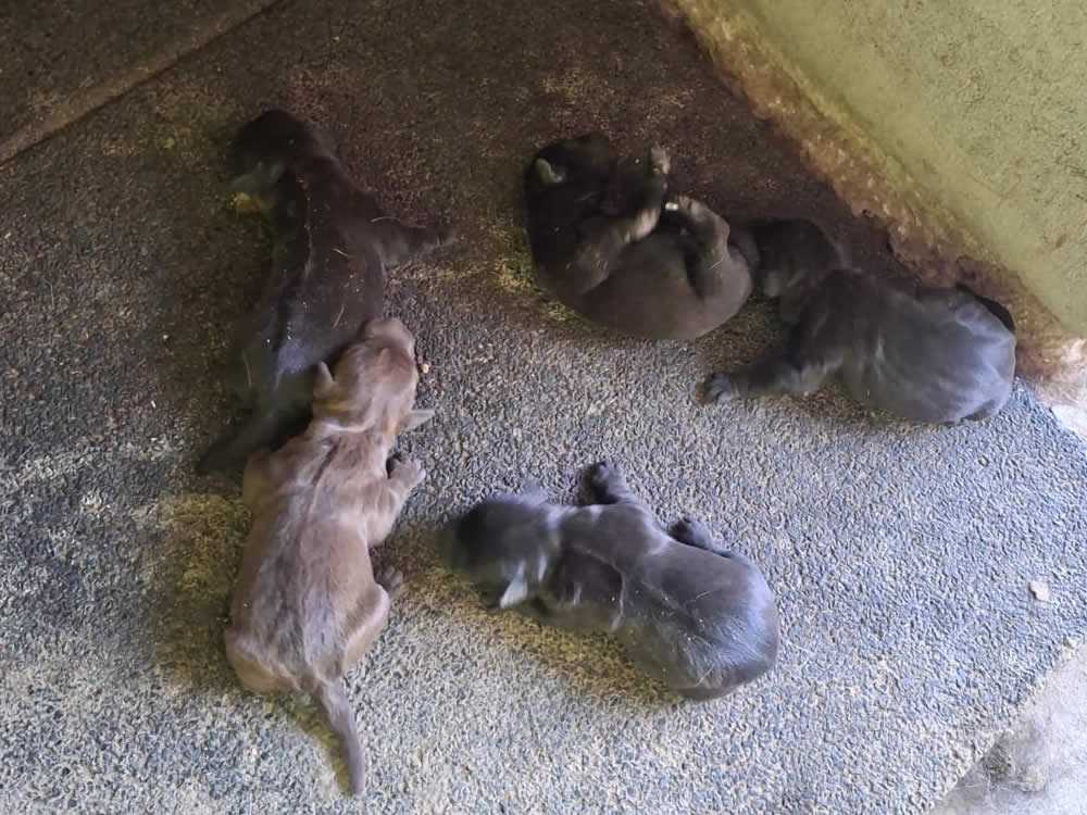 cachorros-paterdale-1