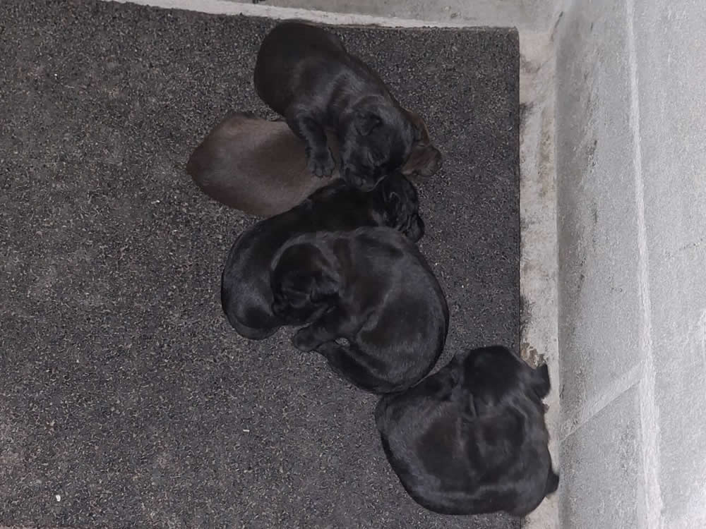 cachorros-paterdale