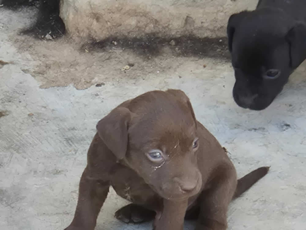cachorros paterdale